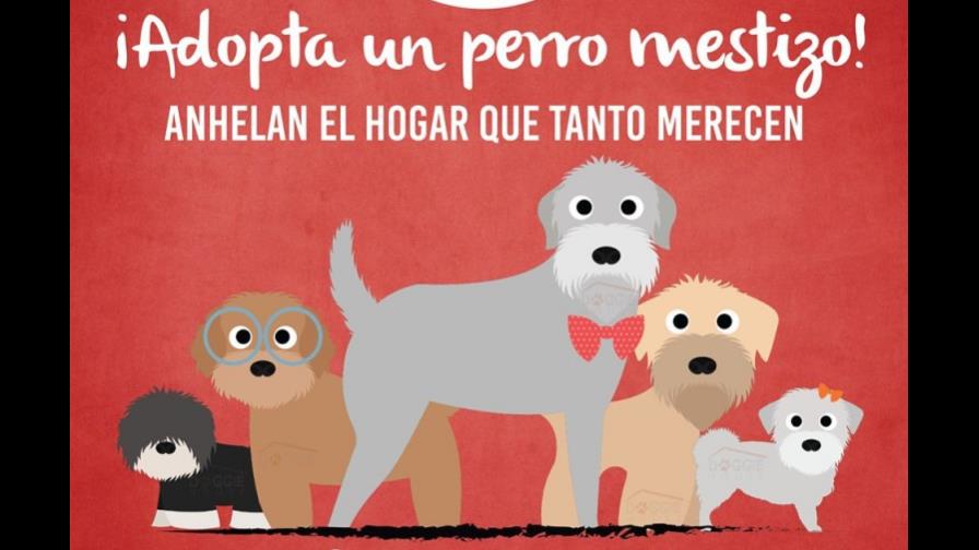 Organización busca hogar a perros callejeros