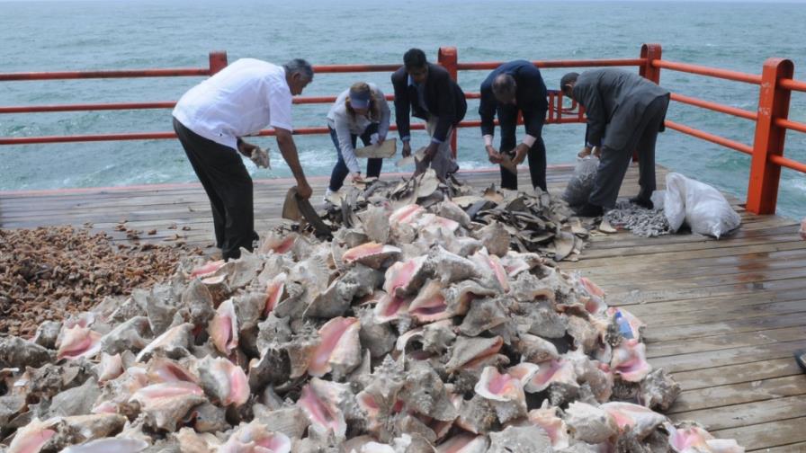 Arroja al mar productos de especies marinas