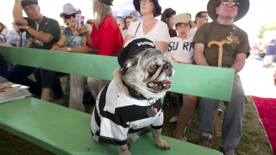 Canes caseros compiten por título de perro más feo