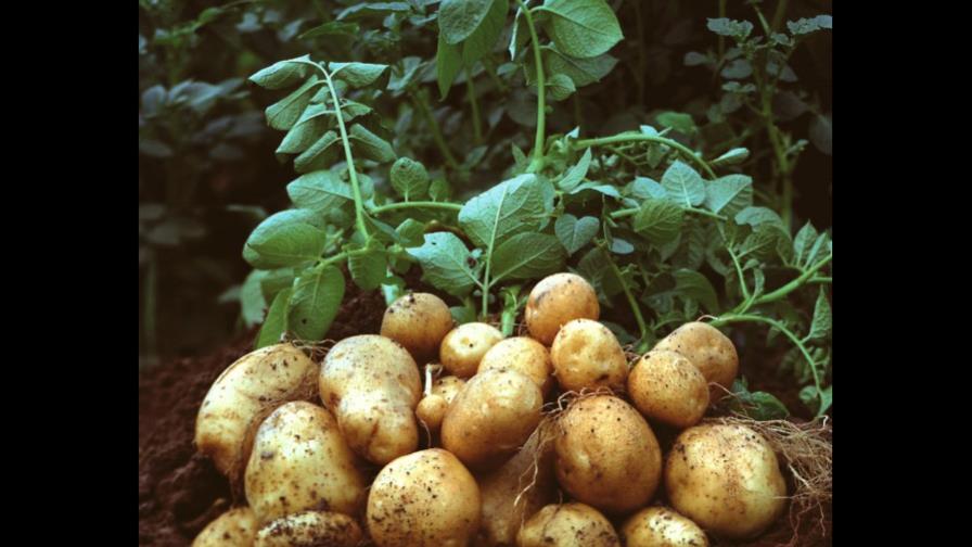 China, el imperio del arroz, se rinde a la papa