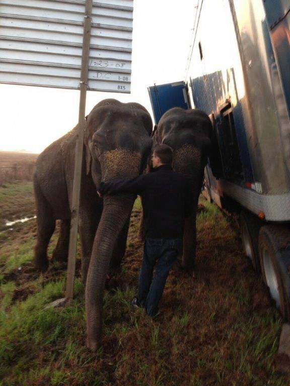 Dos elefantes ayudan a enderezar su transporte en Louisiana
