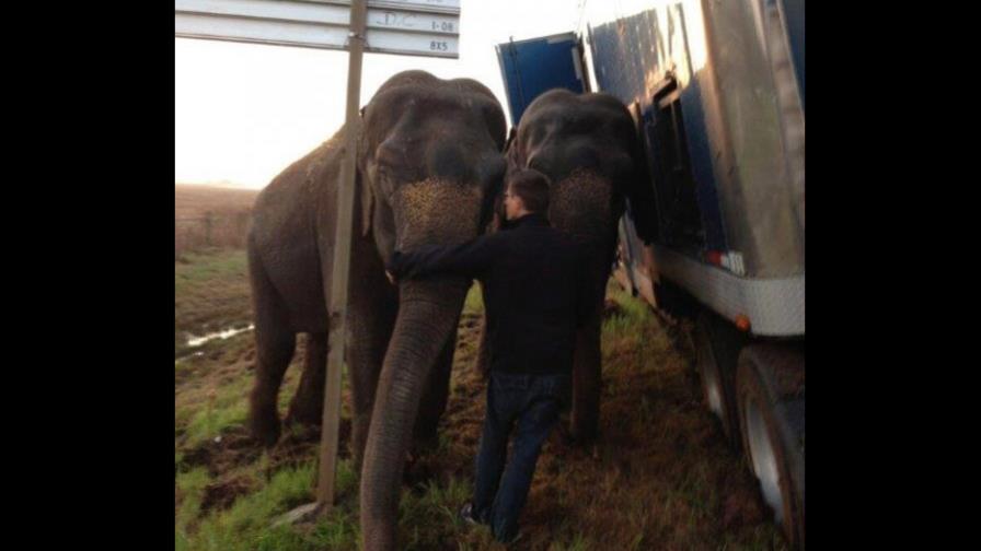 Dos elefantes ayudan a enderezar su transporte en Louisiana