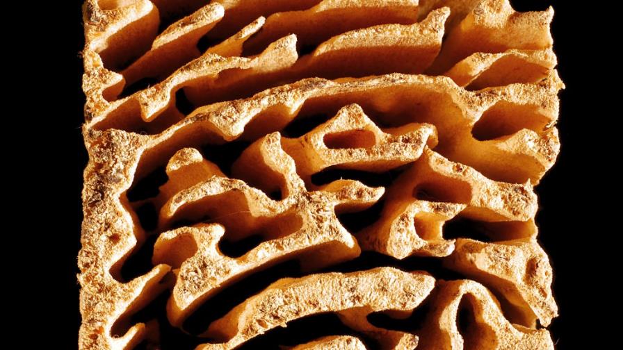 Preocupa a investigadores reproducción de termitas exóticas