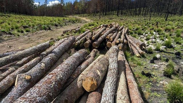 Denuncian tala de árboles por parte de Medio Ambiente en Valle Nuevo
