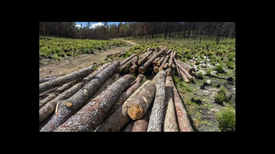 Denuncian tala de árboles por parte de Medio Ambiente en Valle Nuevo