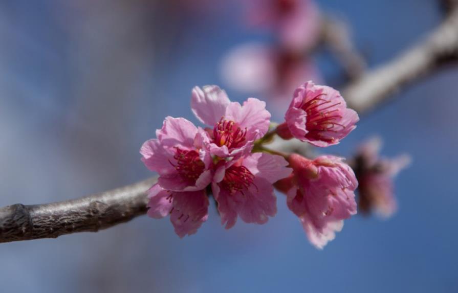 Constanza acoge un singular festival para celebrar la floración del cerezo