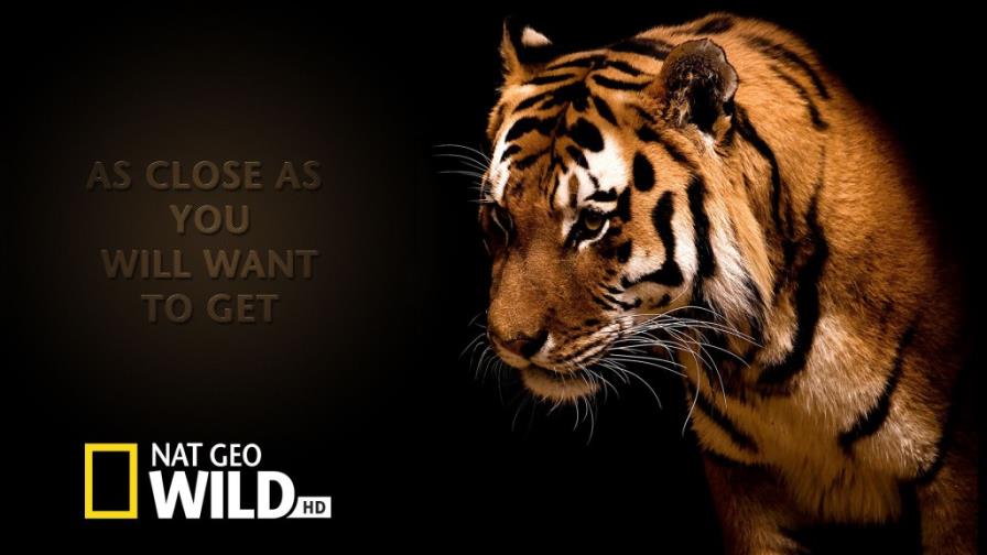 Tricom abrirá señal de sus canales premium durante Semana Santa Tricom abrirá señal de sus canales premium durante Semana Santa