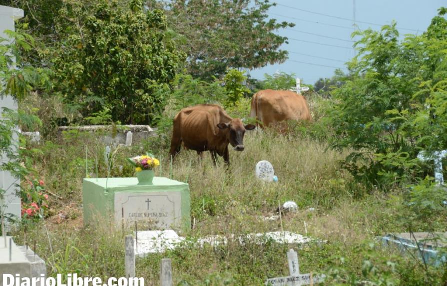 Las vacas visitan a los muertos en el cementerio Cristo Salvador