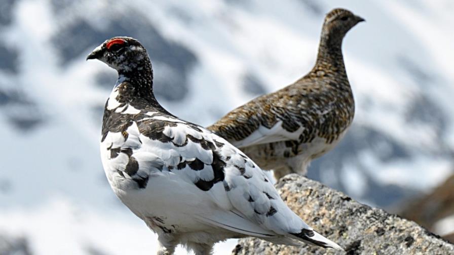 Nace la primera perdiz nival incubada artificialmente en un zoo de Japón