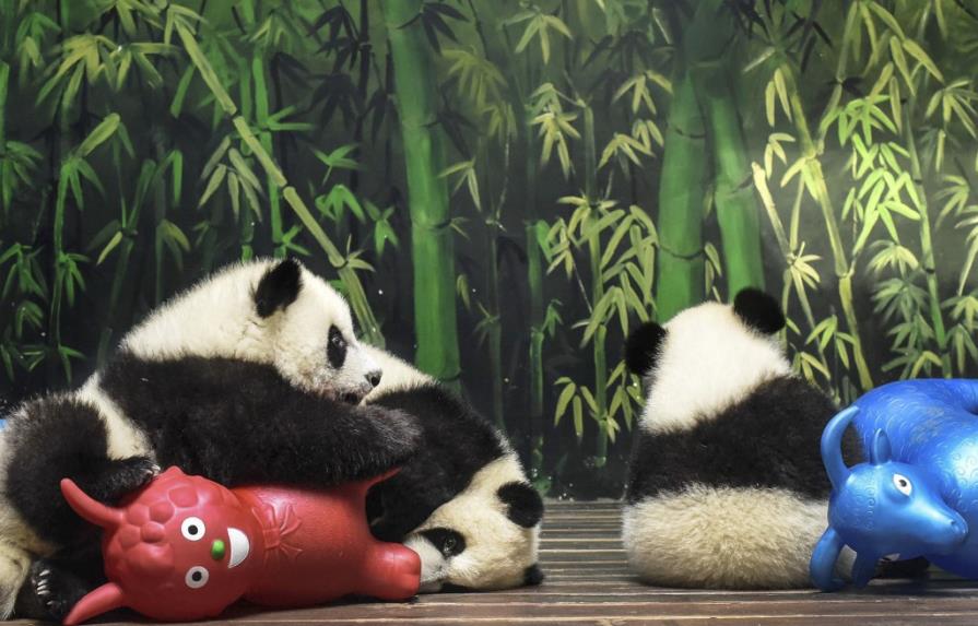 Crece la población de pandas gigantes en libertad en China