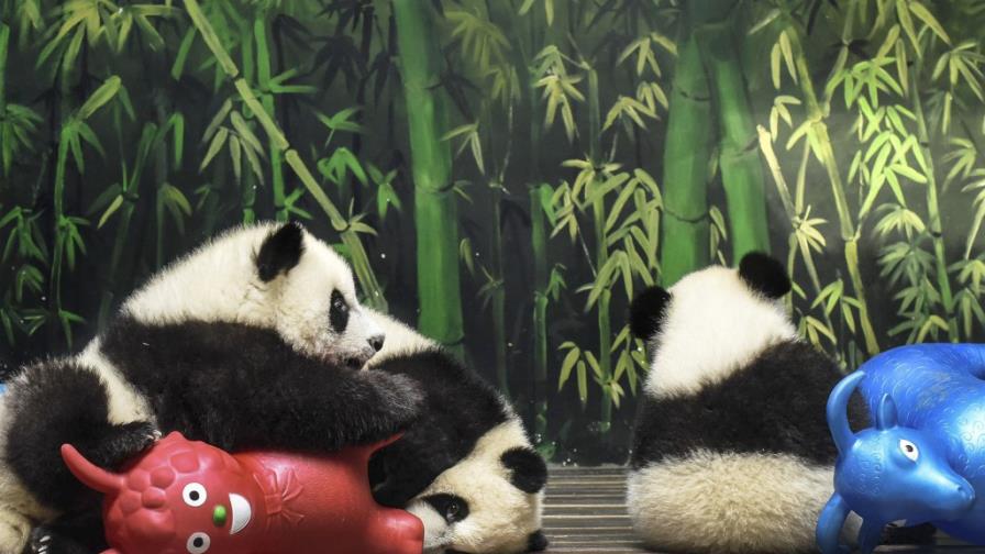 Crece la población de pandas gigantes en libertad en China