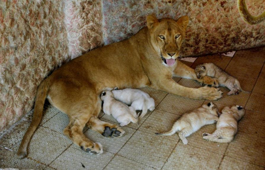 Una leona da a luz cinco cachorros en Pakistán
