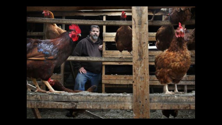 Roban 200 gallinas que ponen huevos de colores