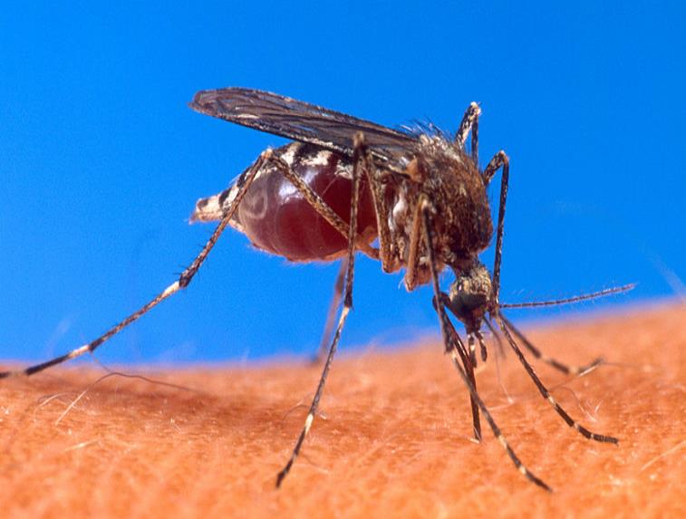 El virus del zika amenaza con llegar al Caribe; alertan a autoridades