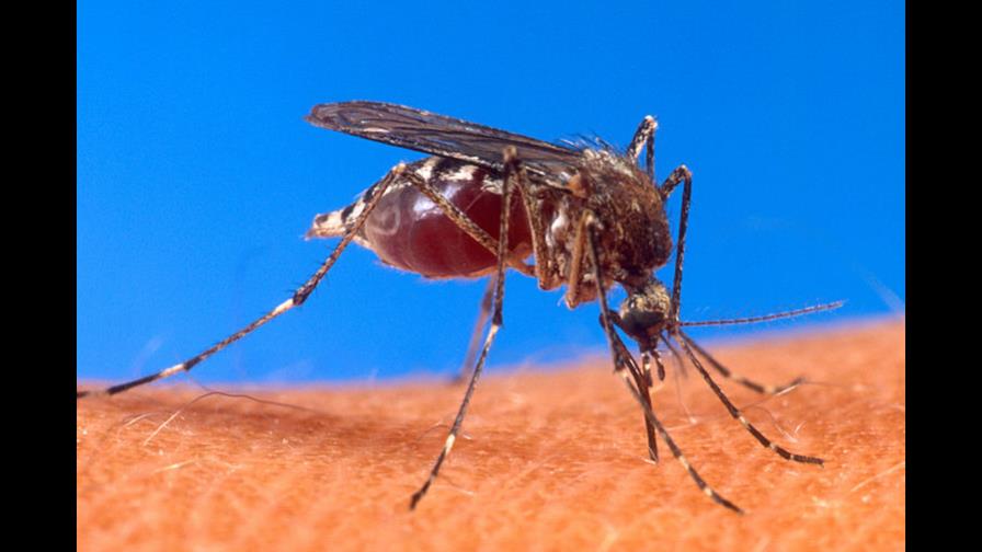 El virus del zika amenaza con llegar al Caribe; alertan a autoridades El virus del zika amenaza con llegar al Caribe; alertan a autoridades