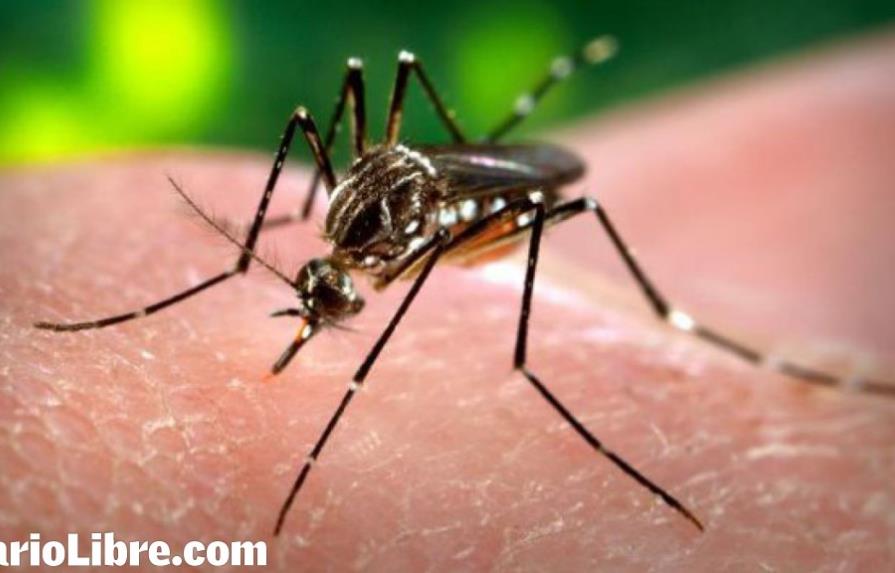 Zika: otra amenaza viral en Caribe traída por un mosquito