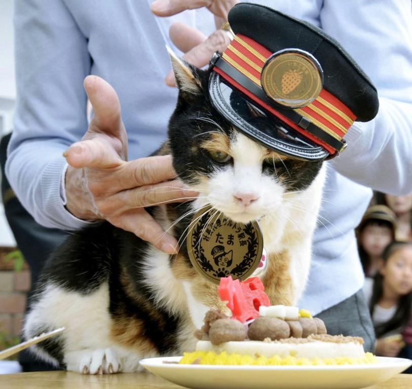 Japón llora la muerte de Tama, la gata jefe de estación
