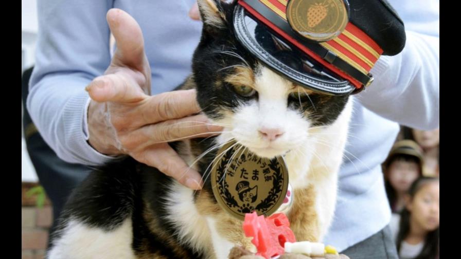 Japón llora la muerte de Tama, la gata jefe de estación