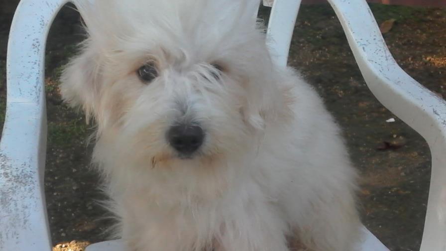 MM.-La poodle lame mucho