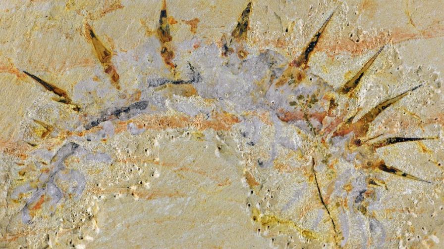 Un extraño gusano de hace 515 millones de años y con 72 púas da la cara
