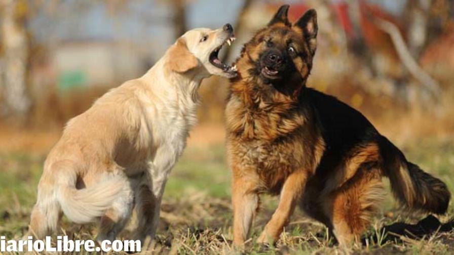 Las peleas de perros Las peleas de perros
