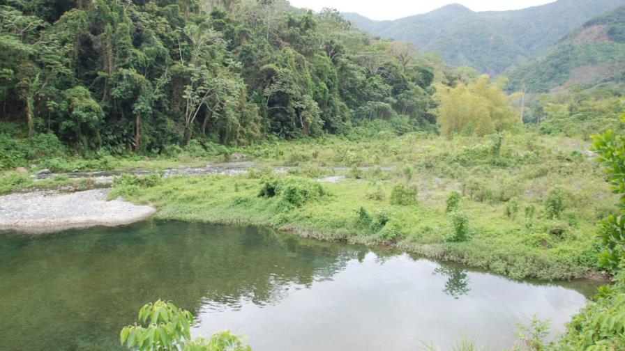 Publican nuevos mapas de la forestación mundial con alta precisión