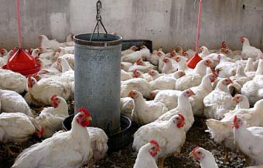 El Salvador restringe importación de huevo y pollo de EE.UU.