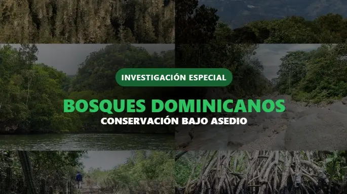 Bosques dominicanos: conservaci&oacute;n bajo asedio
